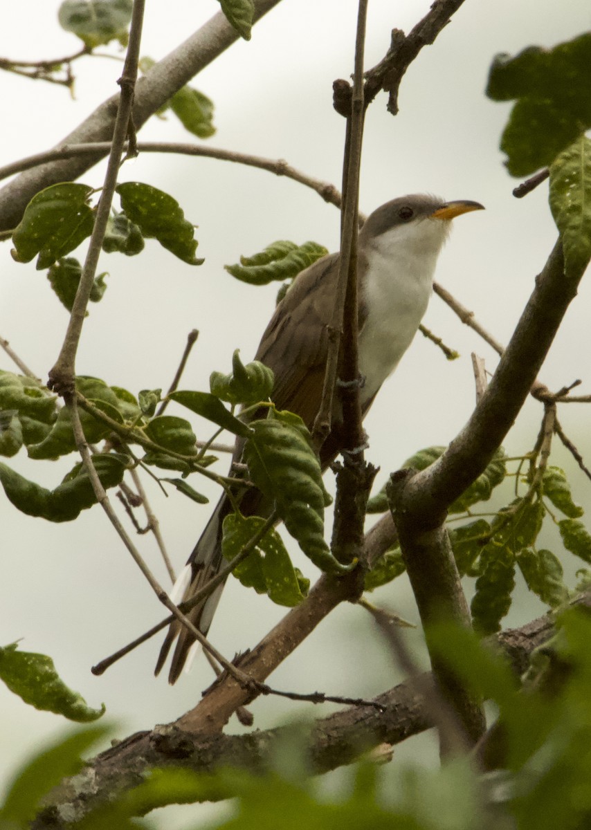 Yellow-billed Cuckoo - ML618441925