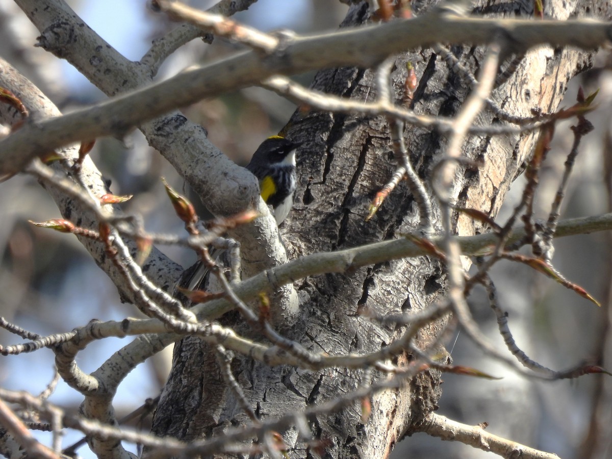 Yellow-rumped Warbler - ML618442008