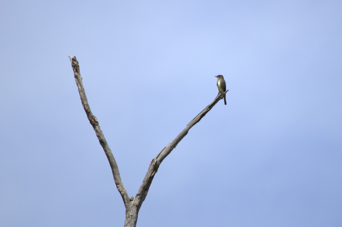 Olive-sided Flycatcher - ML618442036