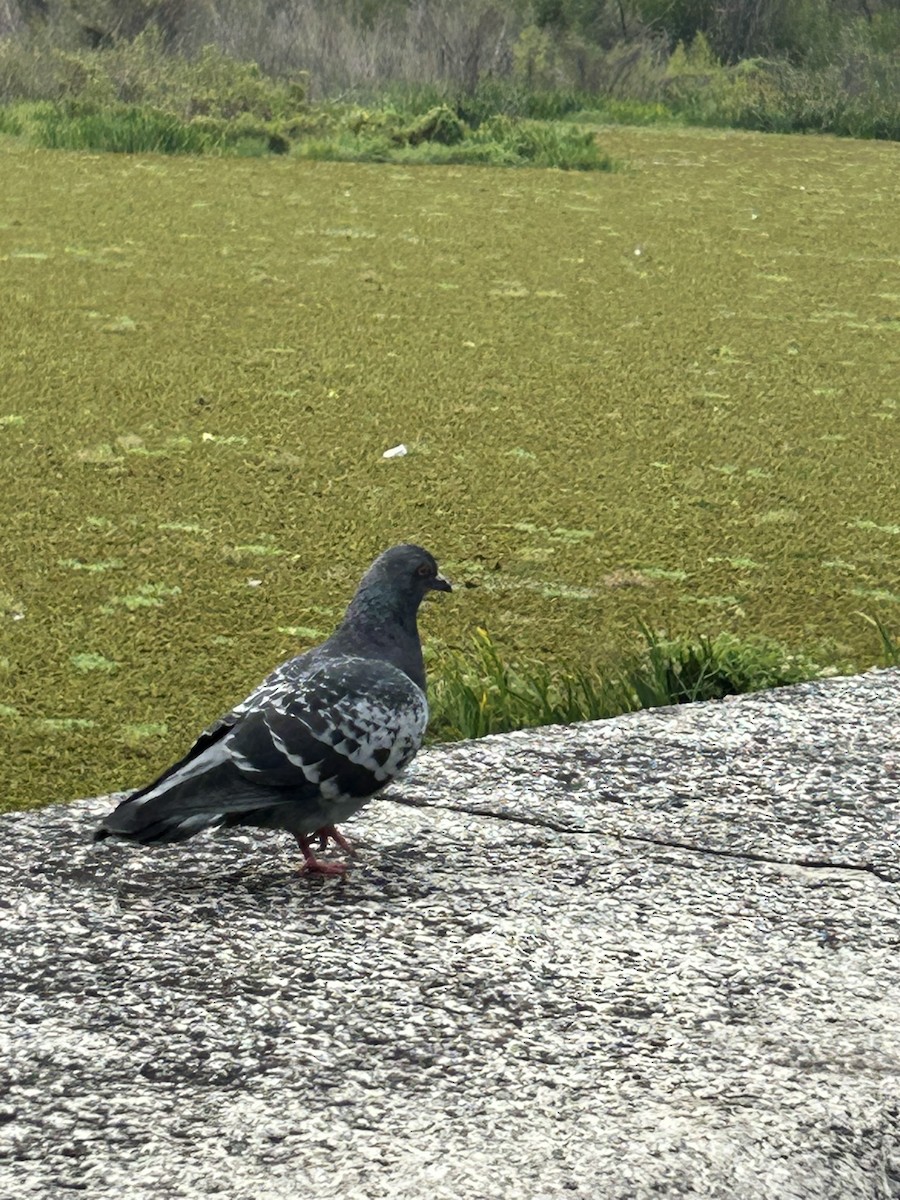 Rock Pigeon (Feral Pigeon) - ML618442039