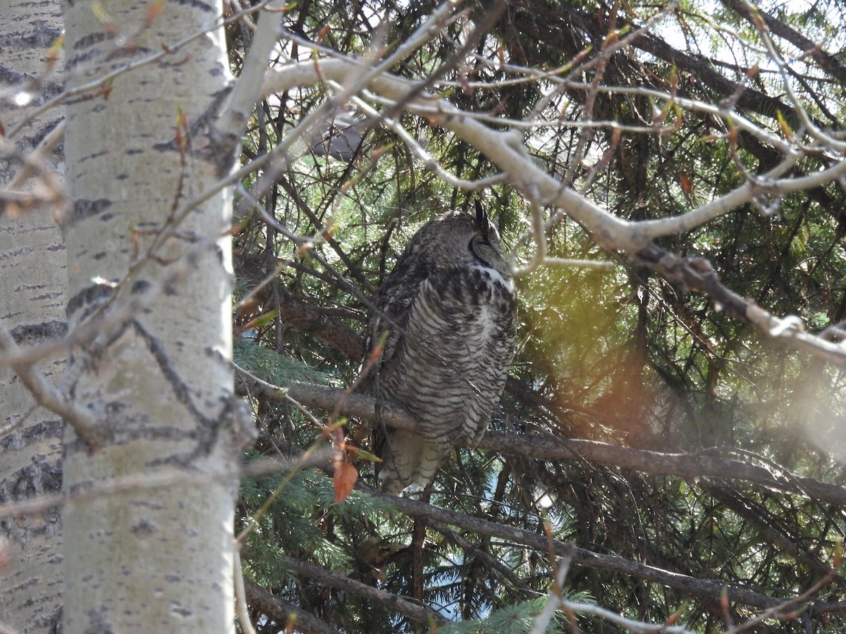 Great Horned Owl - ML618442049