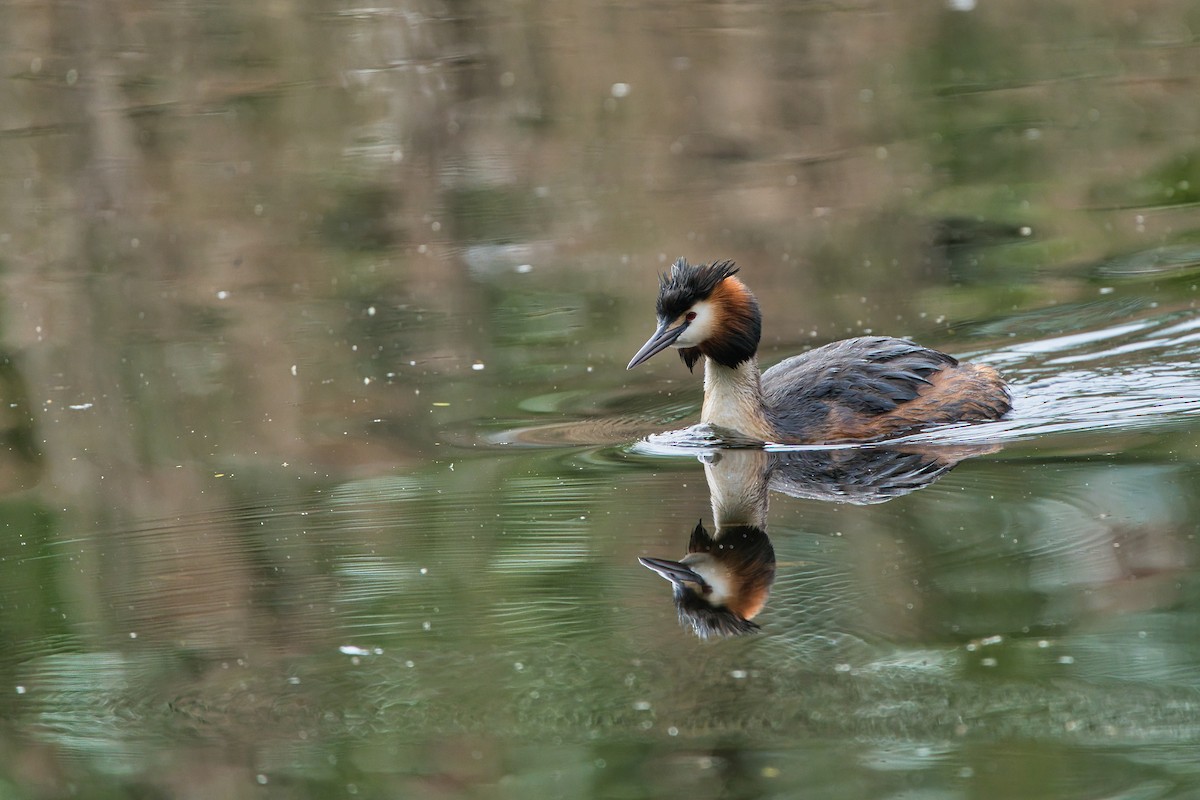 Great Crested Grebe - ML618442068