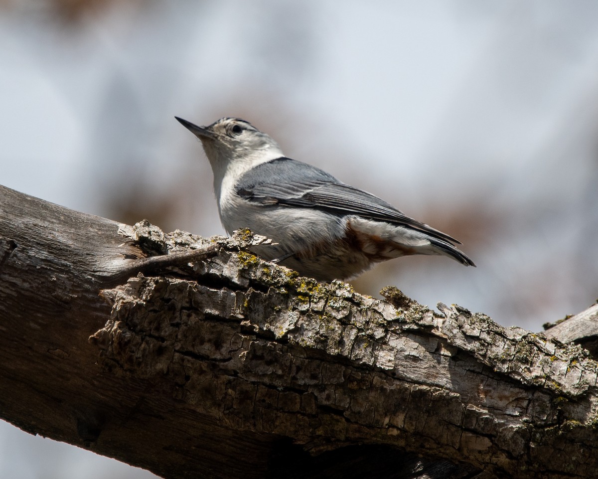 White-breasted Nuthatch - ML618442073
