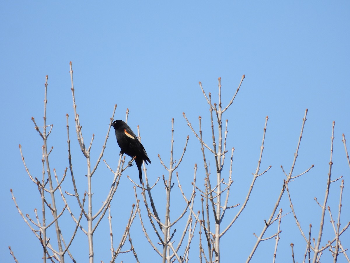 Red-winged Blackbird - ML618442083