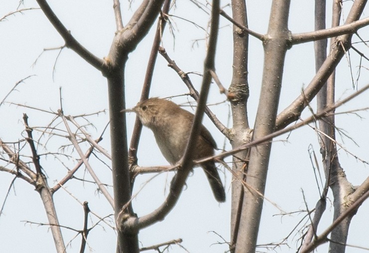 House Wren - ML618442086