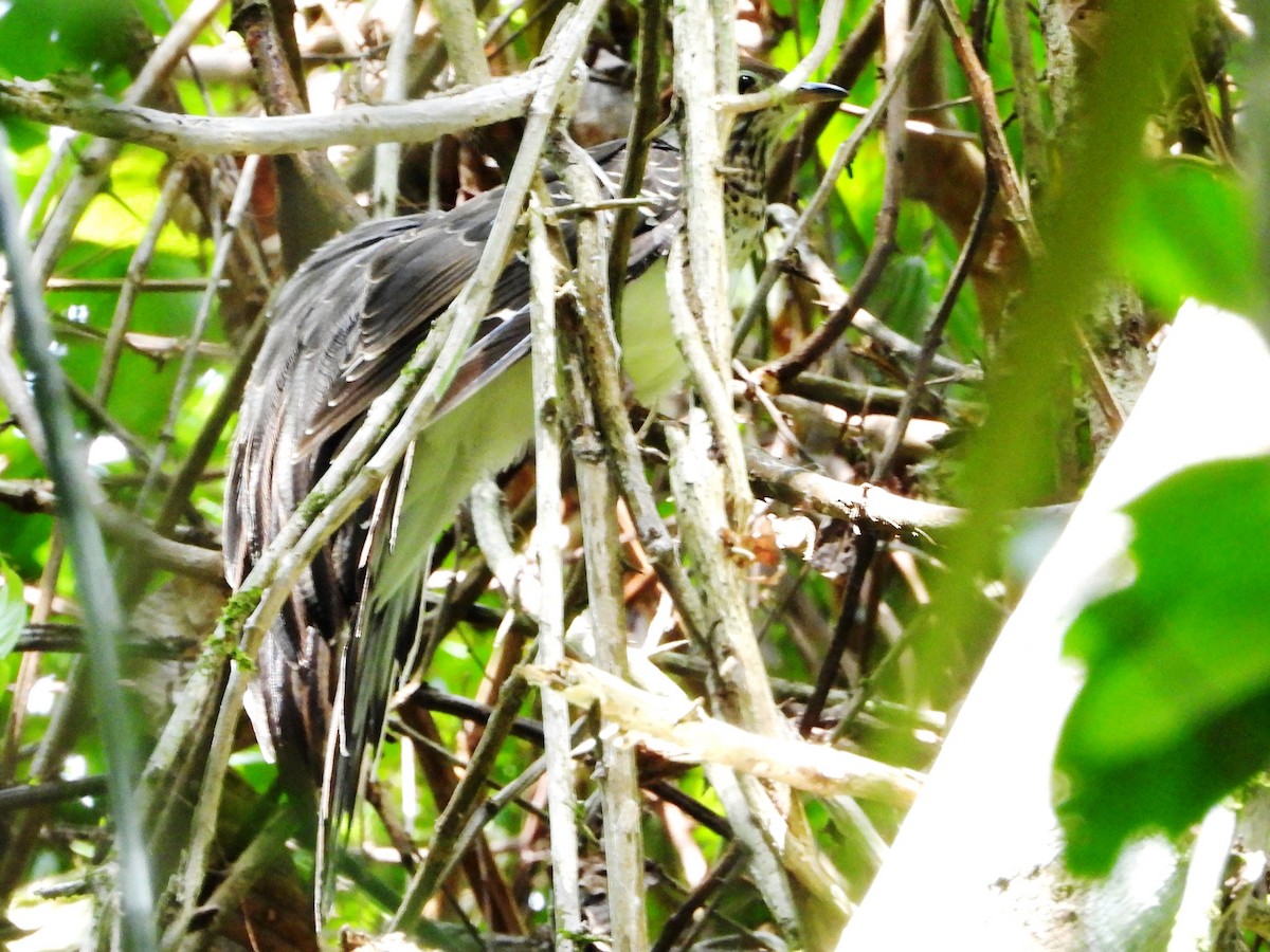 Pheasant Cuckoo - ML618442092