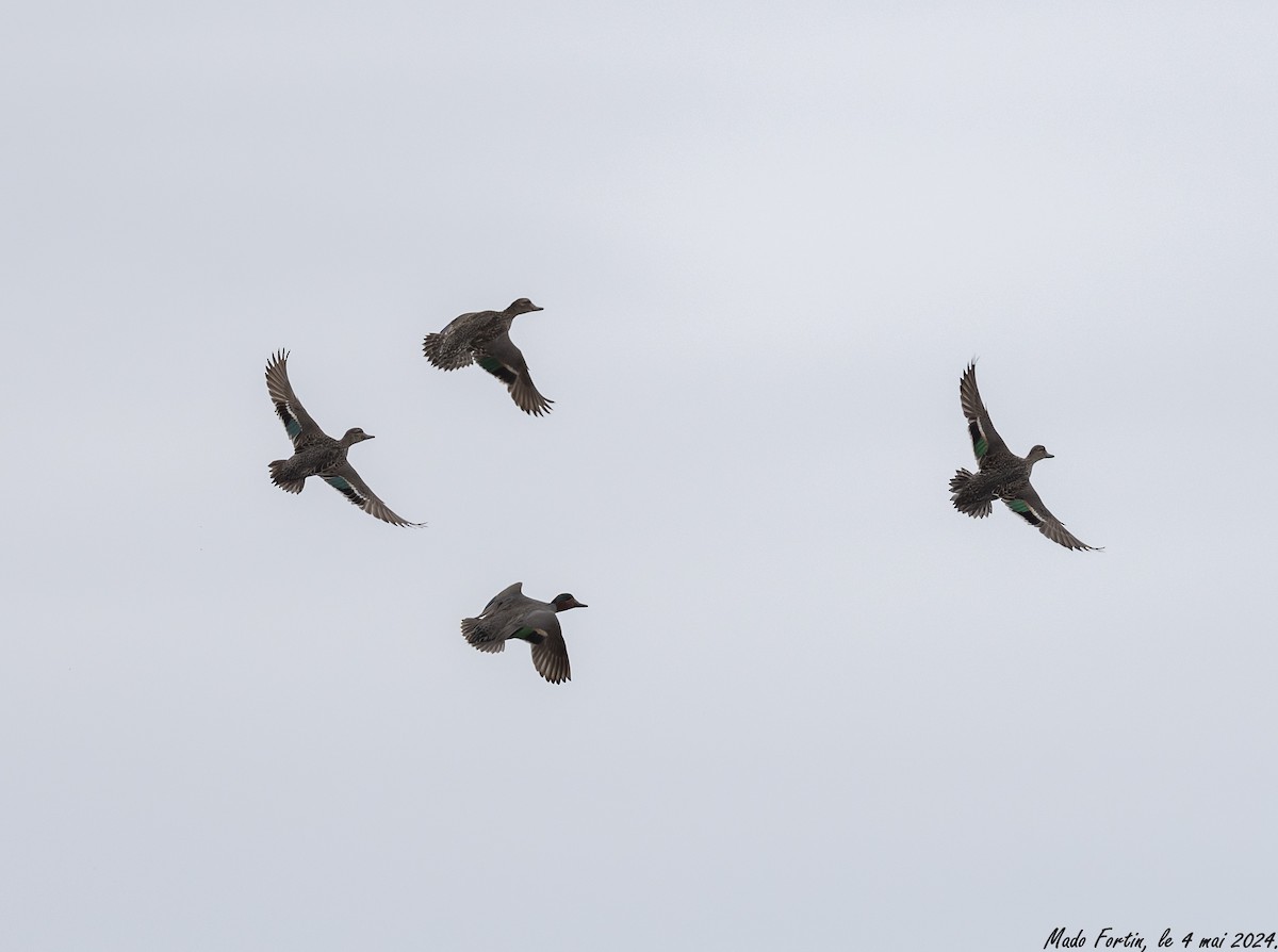 Green-winged Teal - ML618442107