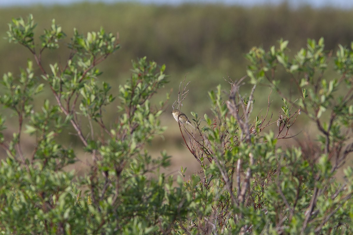 Arctic Warbler - Justin Saunders