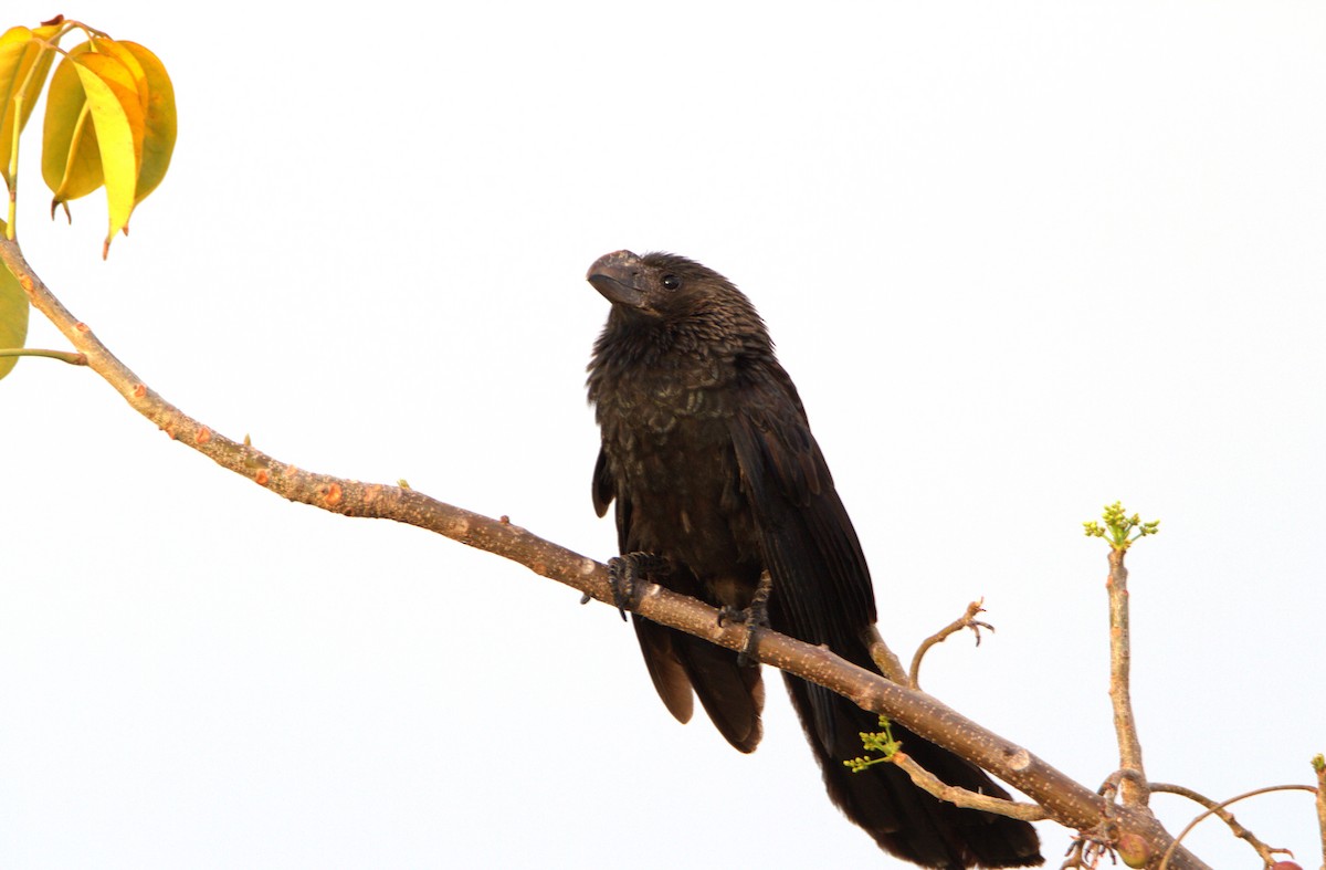 Smooth-billed Ani - ML618442118