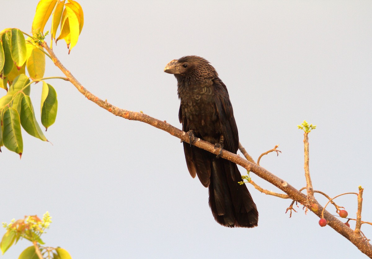 Smooth-billed Ani - ML618442119