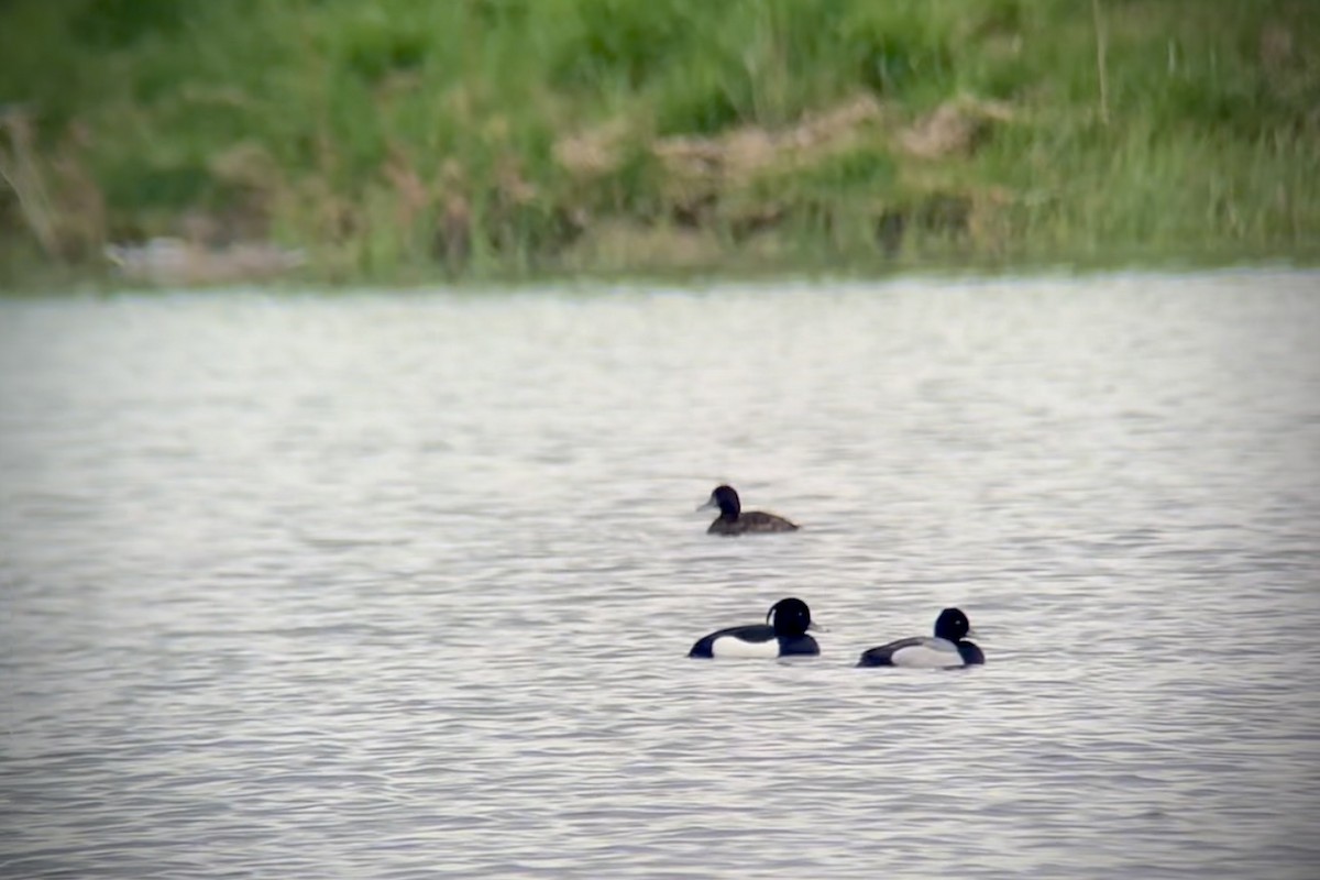 Tufted Duck - ML618442122