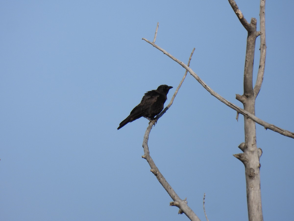American Crow - ML618442126
