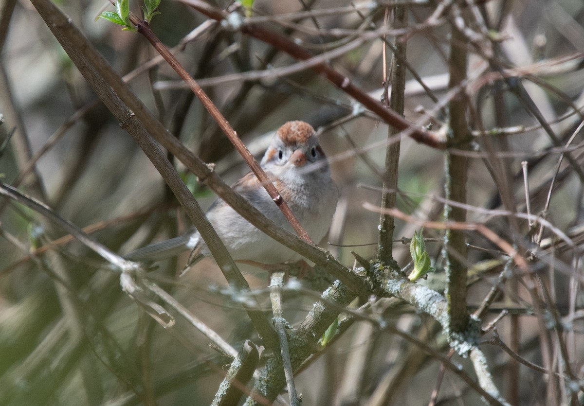 Field Sparrow - ML618442129