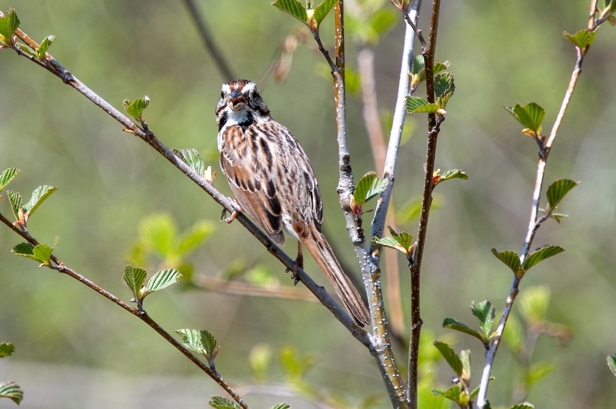 Song Sparrow - ML618442143