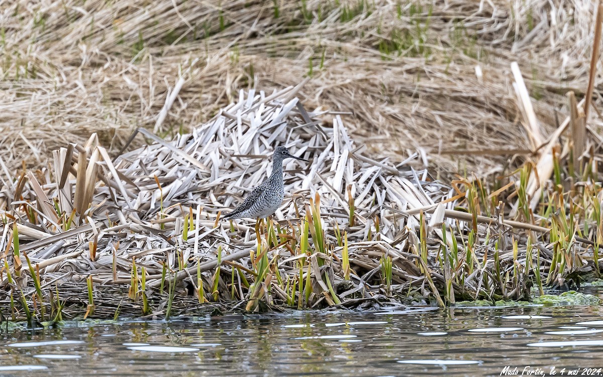 Greater Yellowlegs - ML618442158