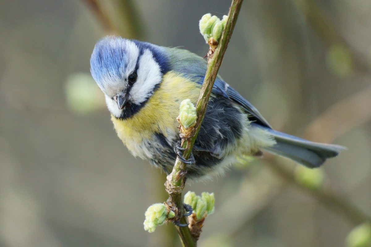 Eurasian Blue Tit - ML618442164