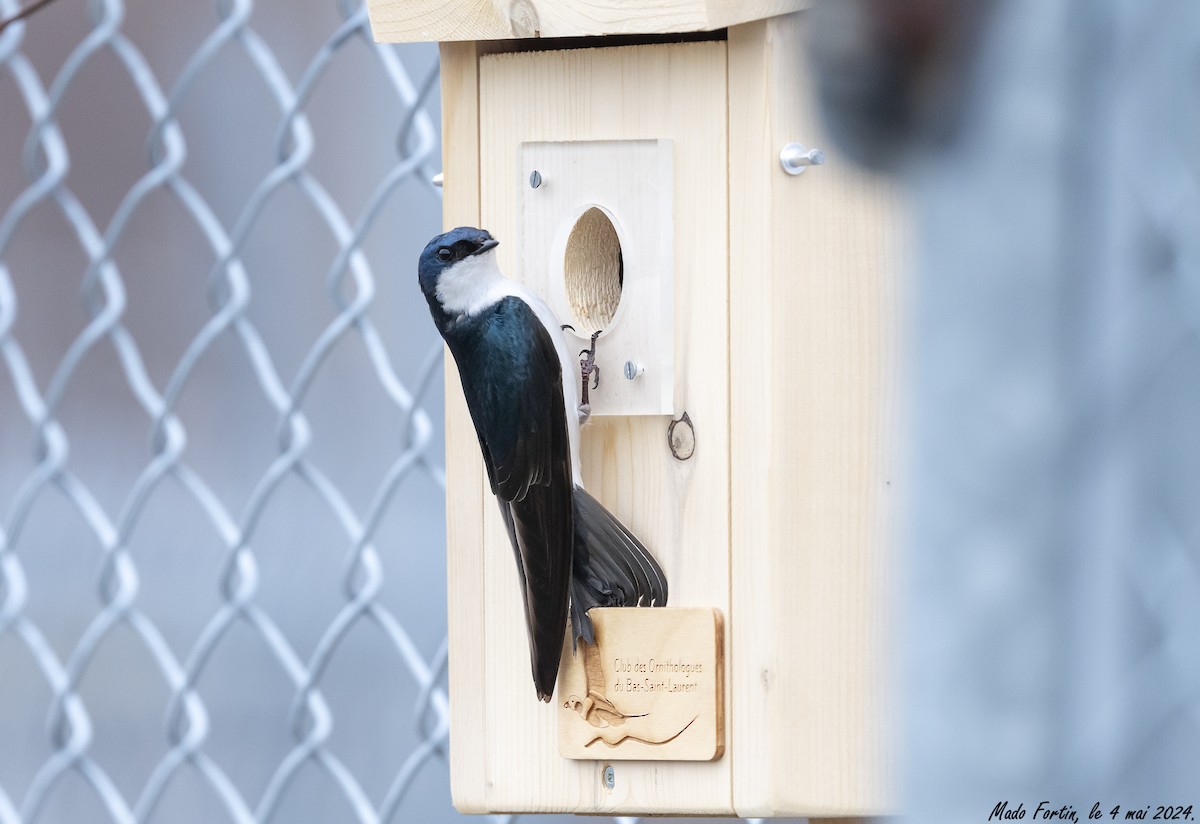 Tree Swallow - ML618442179