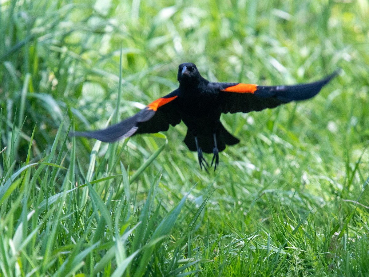 Red-winged Blackbird - ML618442194