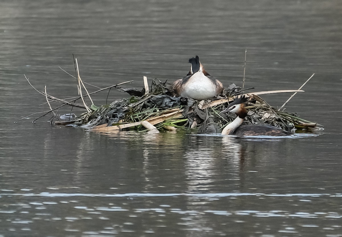 Great Crested Grebe - ML618442202