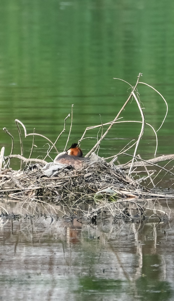 Great Crested Grebe - ML618442203