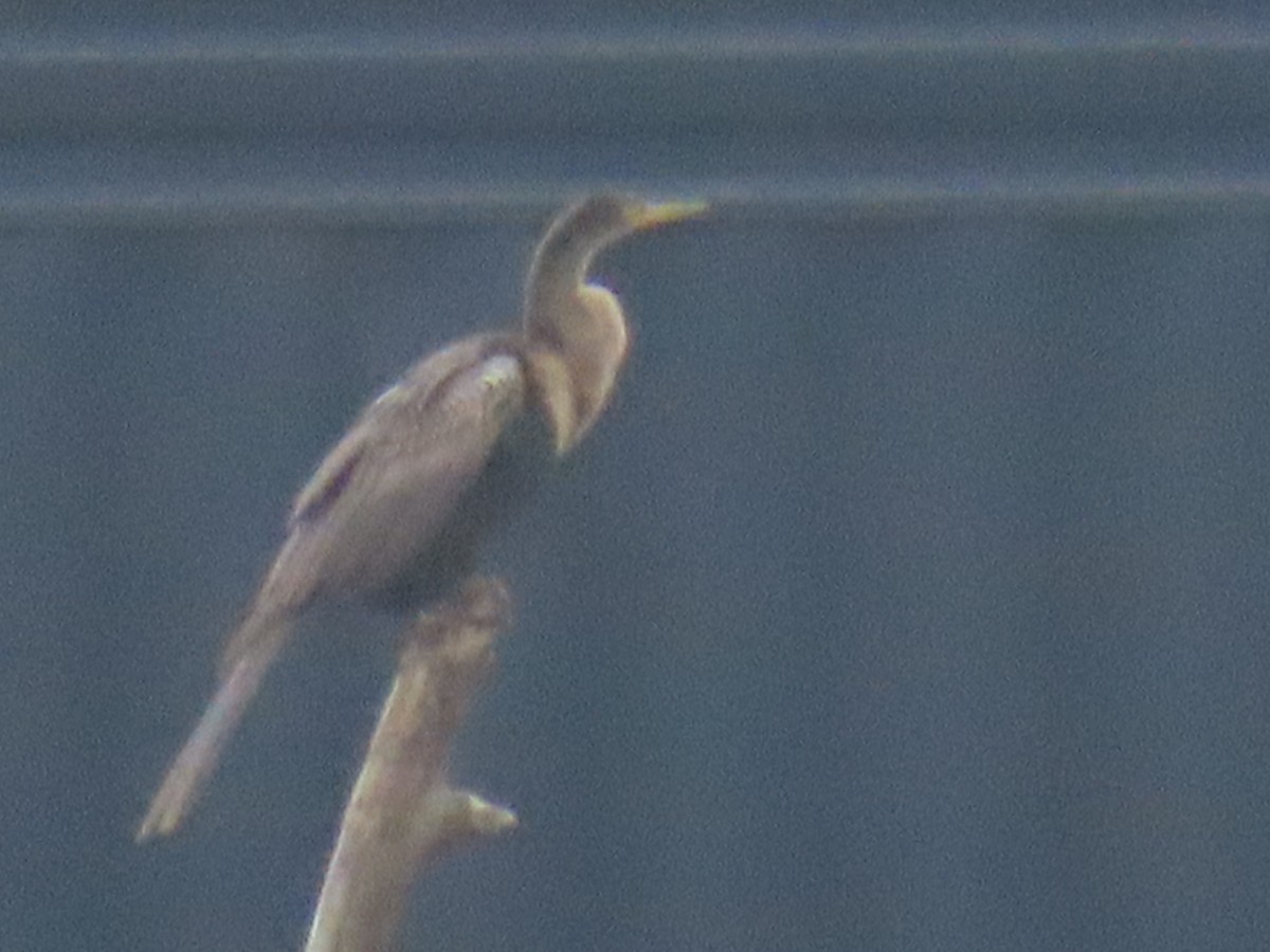 Anhinga - ML618442223