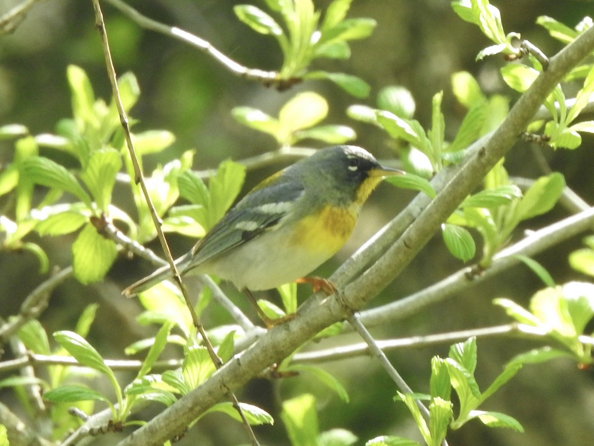 Northern Parula - ML618442231