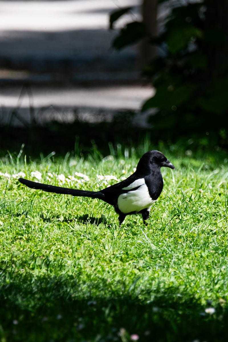 Eurasian Magpie - Sebastian Brina