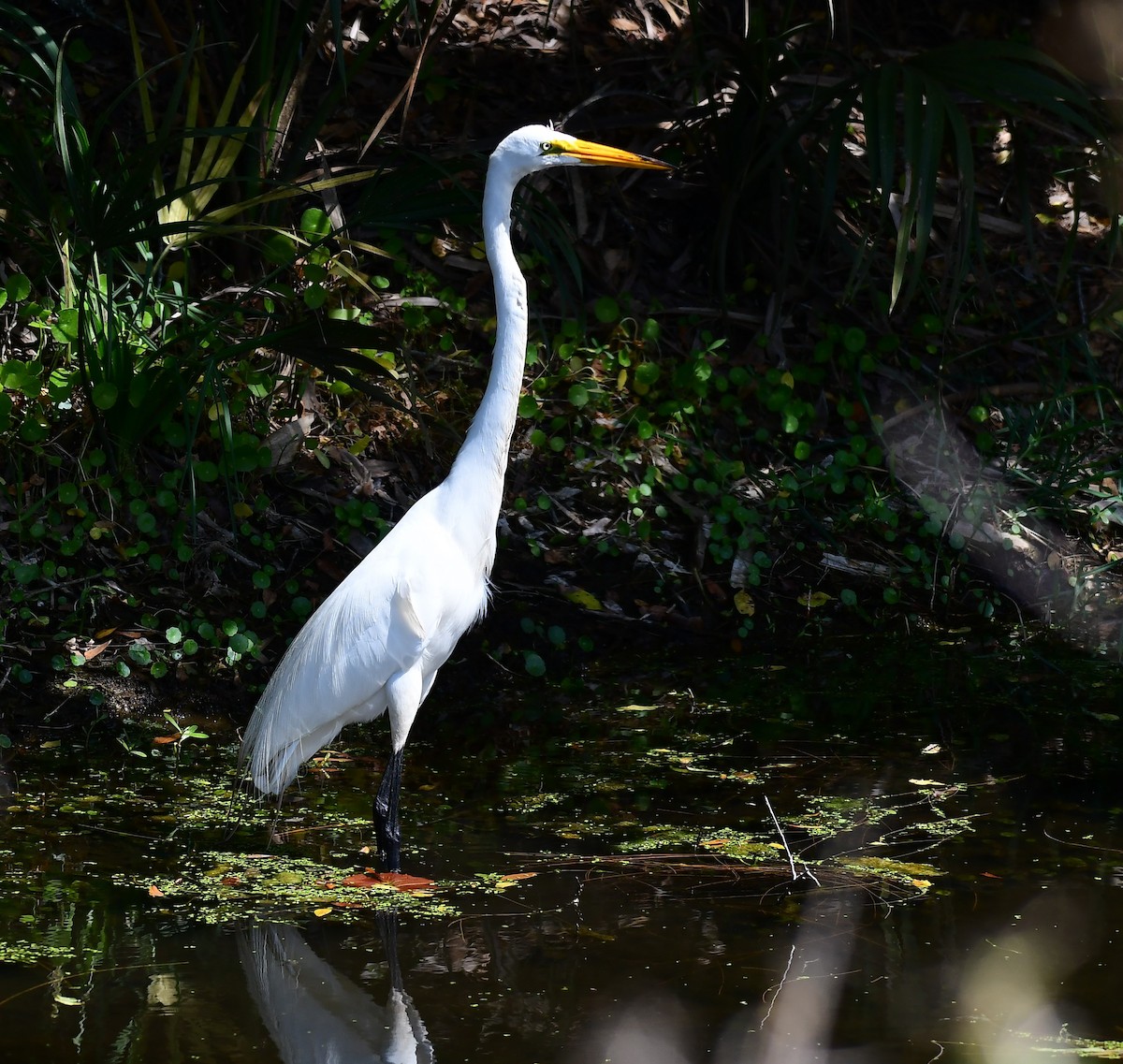 Great Egret - ML618442244