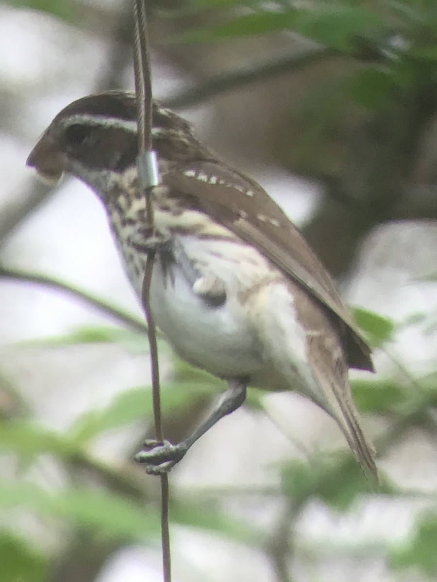 Rose-breasted Grosbeak - ML618442253