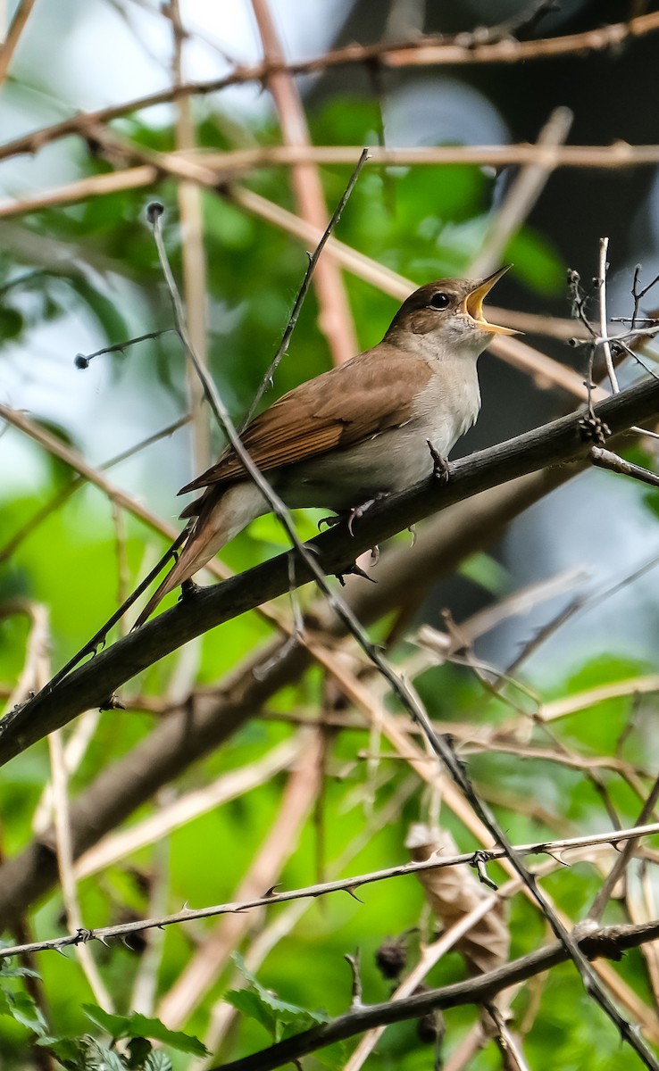 Common Nightingale - ML618442263