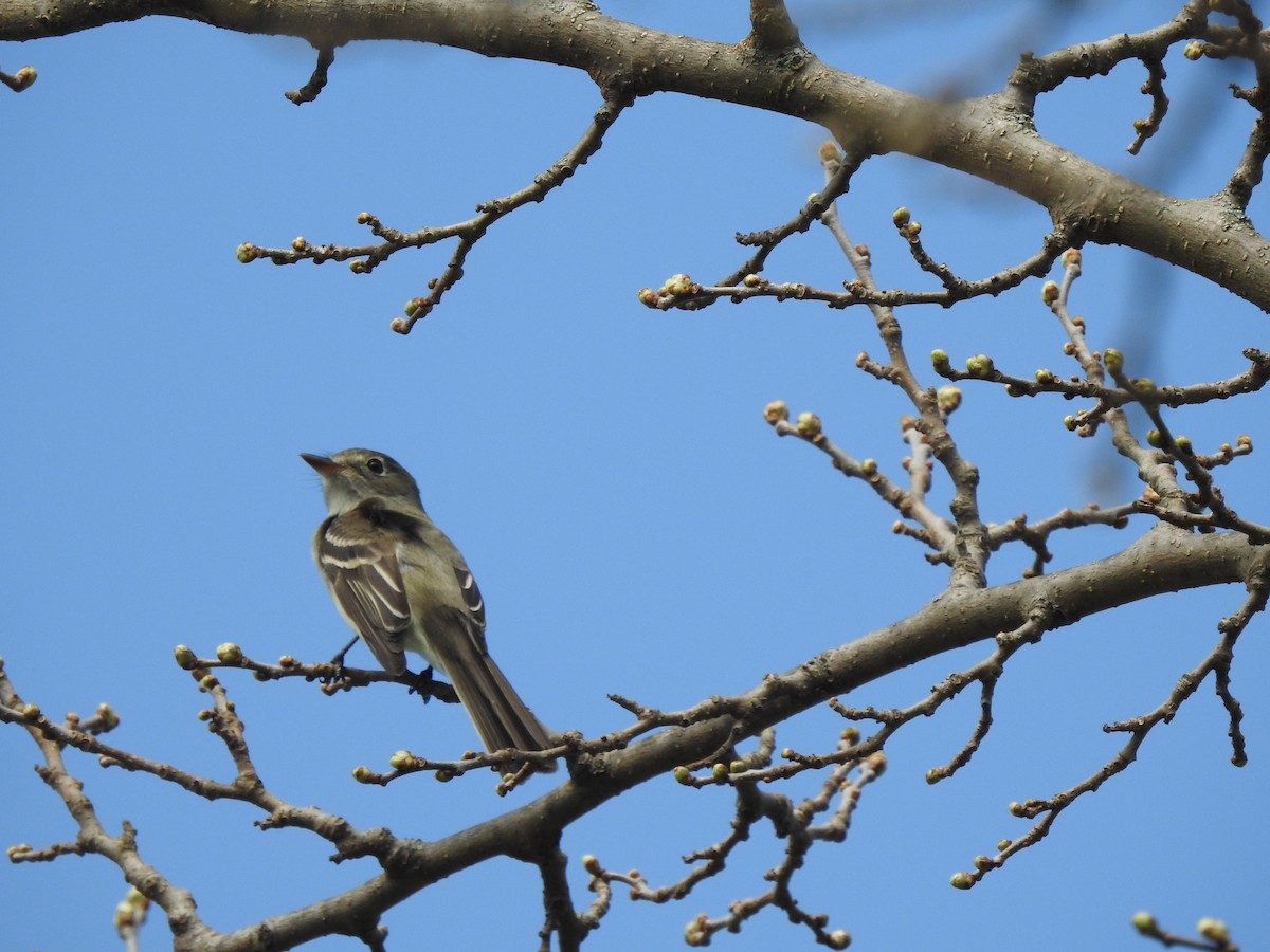 Least Flycatcher - Chris Burris