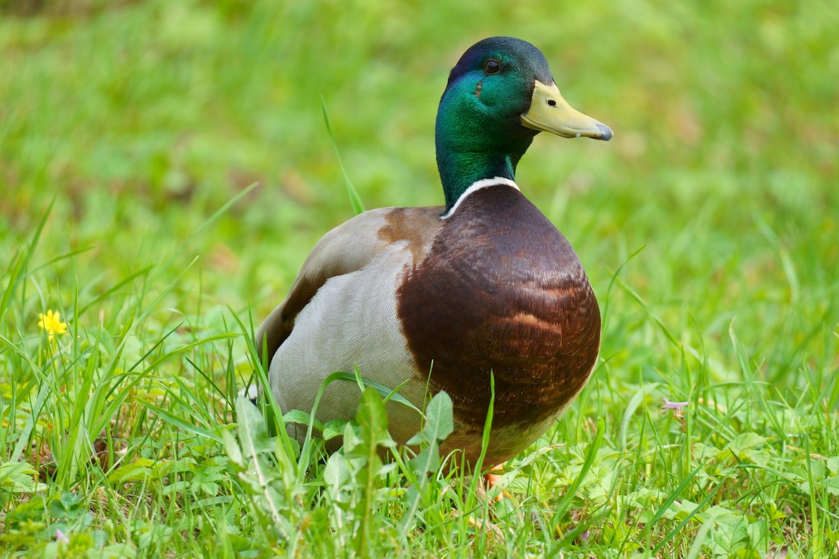 Canard colvert - ML618442268