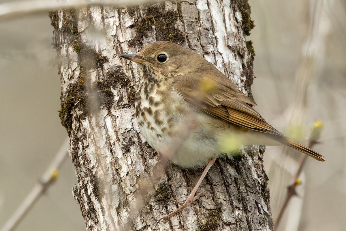 Hermit Thrush - Kyle Blaney