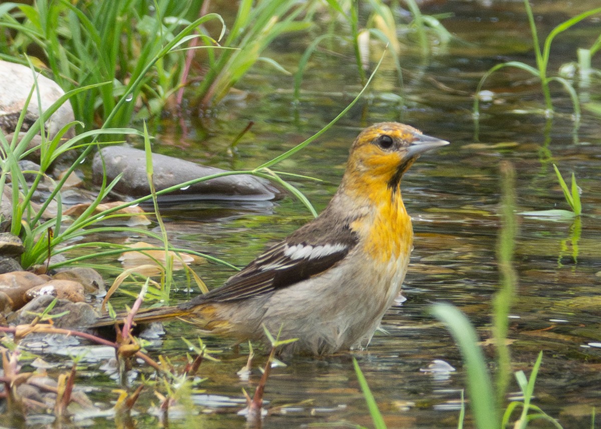 Bullock's Oriole - Andrew Bates