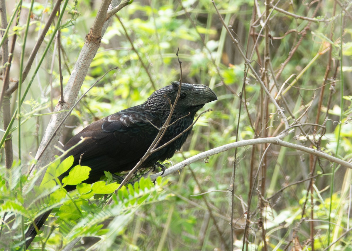 Groove-billed Ani - ML618442301