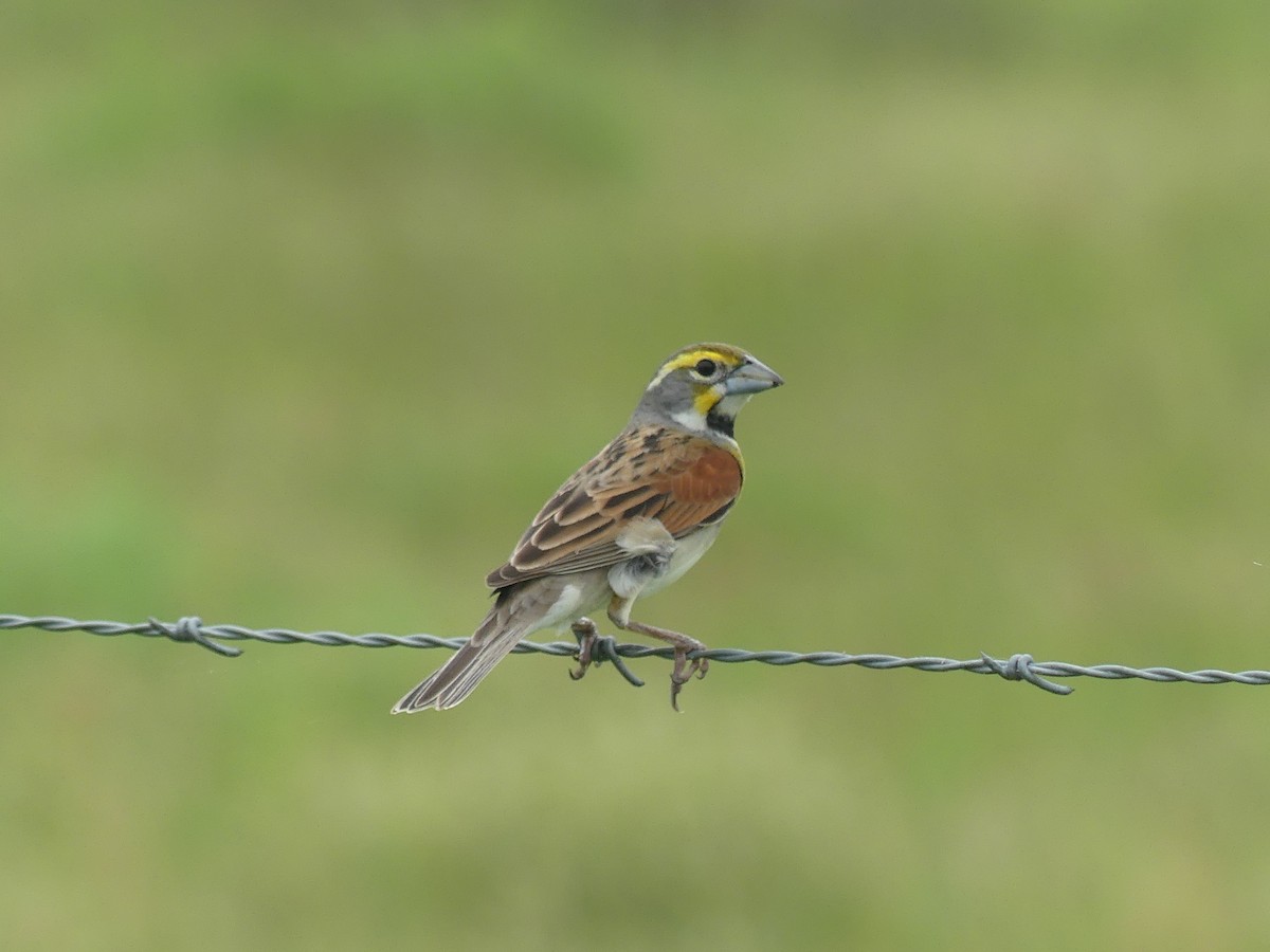 Dickcissel - ML618442346