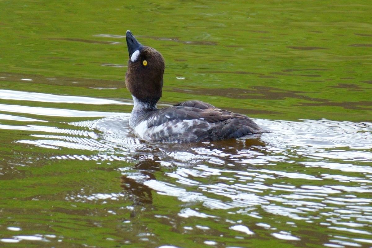 Common Goldeneye - ML618442360