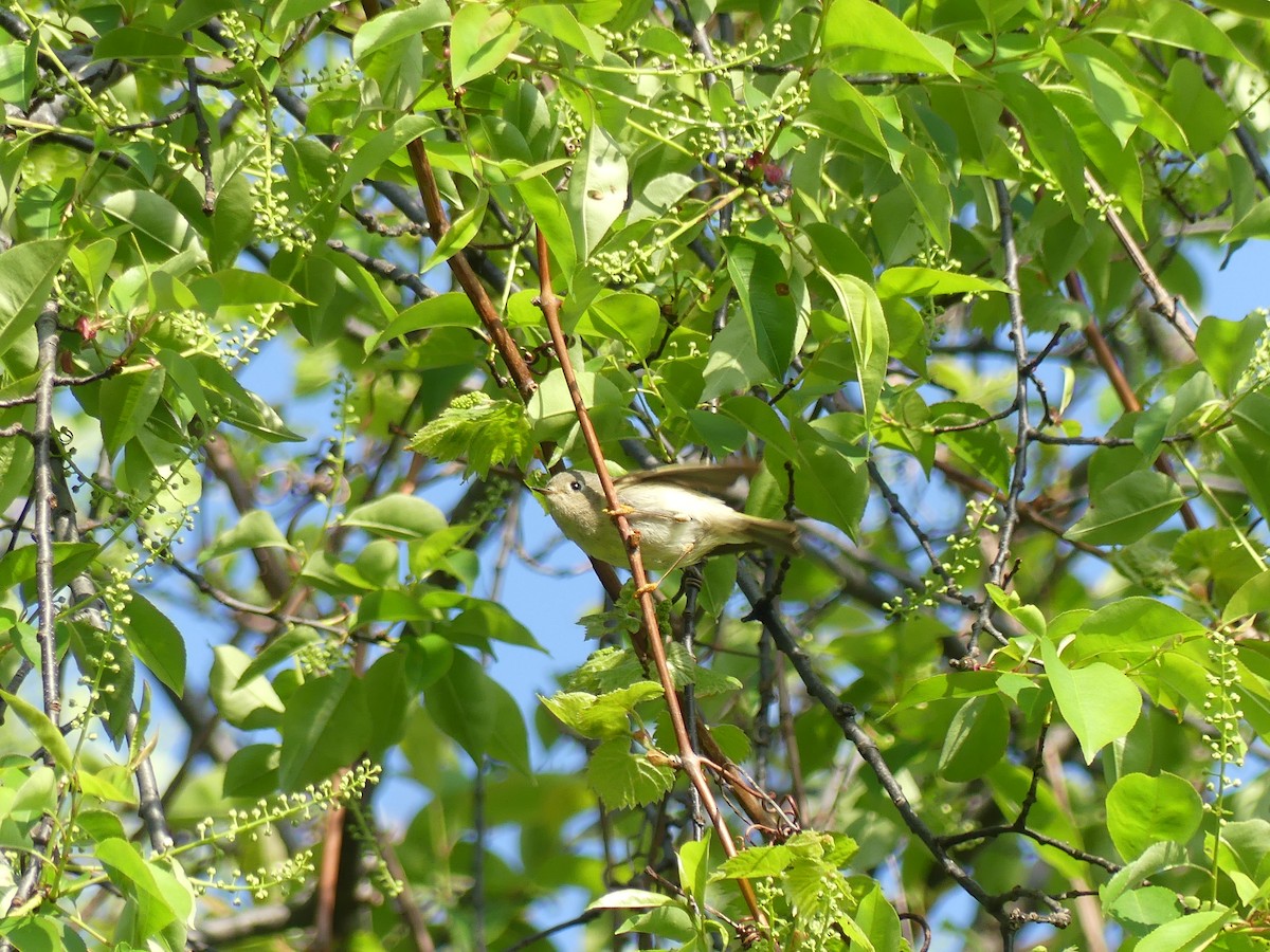 Ruby-crowned Kinglet - ML618442395