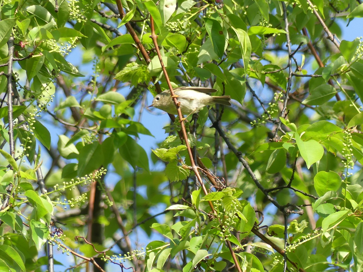 Ruby-crowned Kinglet - ML618442397