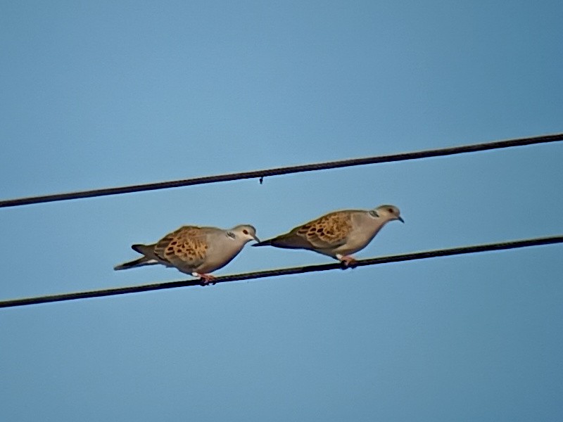 European Turtle-Dove - Pierre Mourier