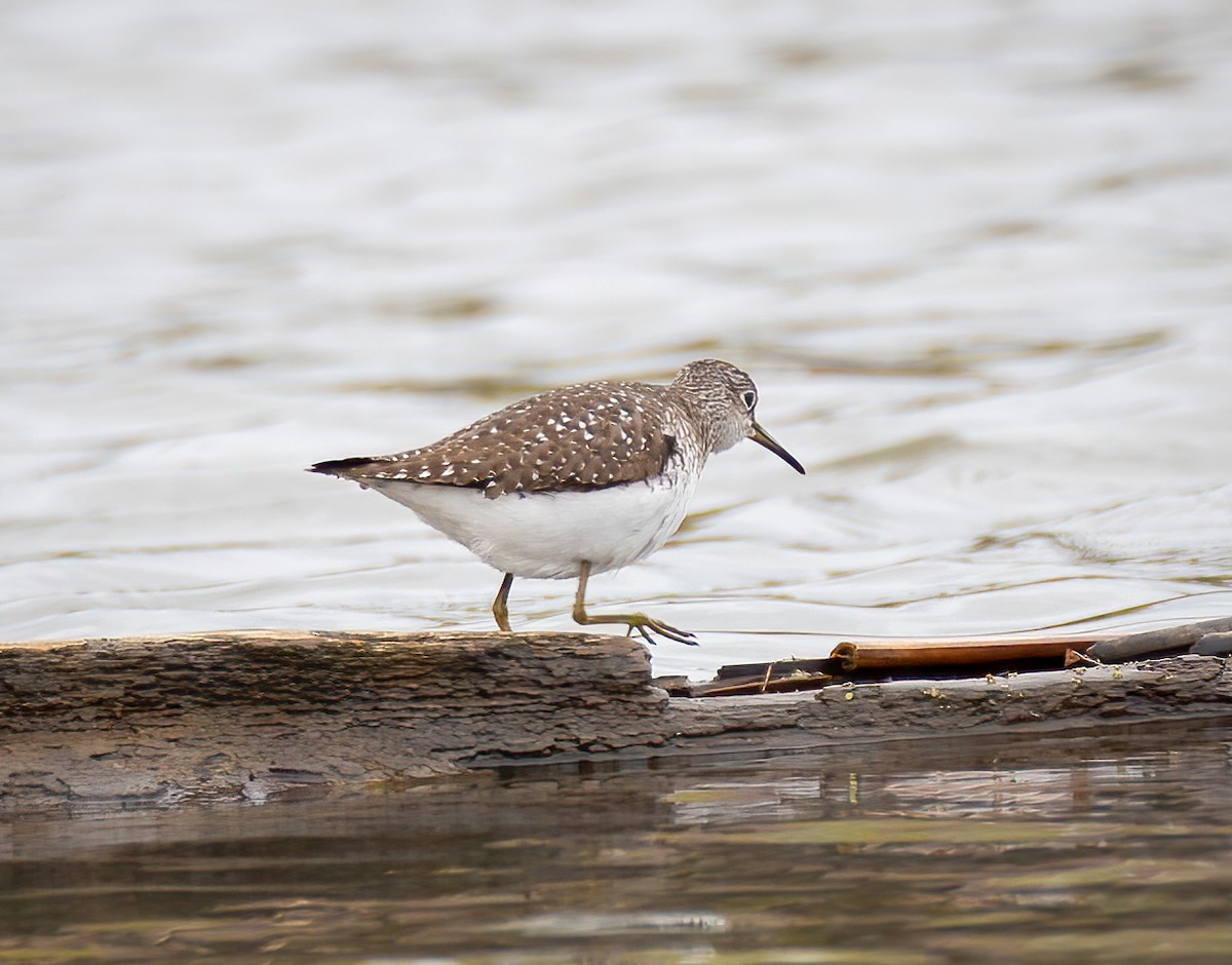 Solitary Sandpiper - ML618442400