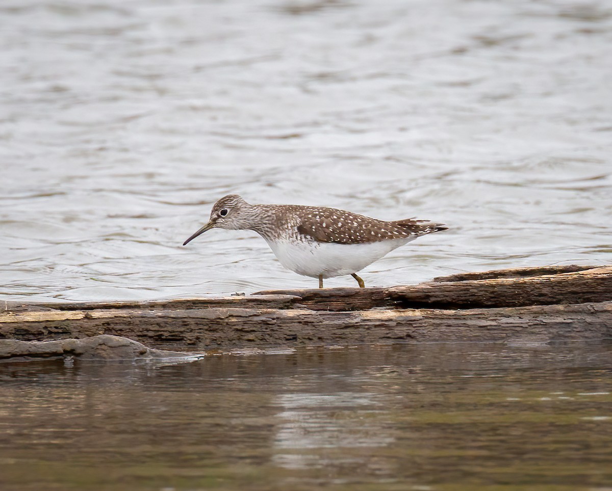 Solitary Sandpiper - ML618442401