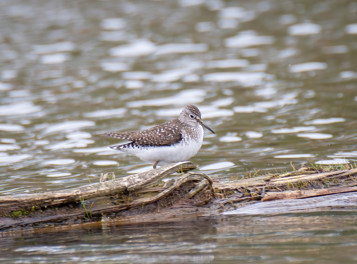 Solitary Sandpiper - ML618442402