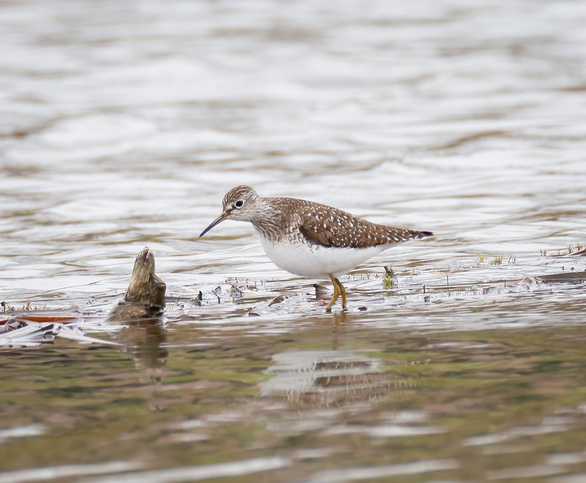 Solitary Sandpiper - ML618442403