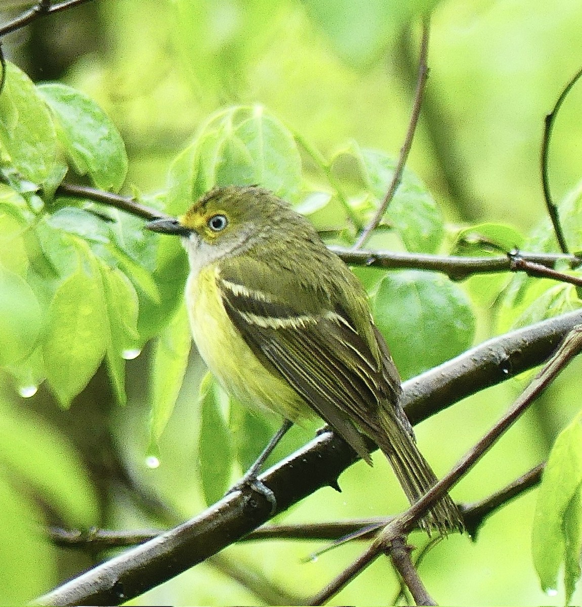 White-eyed Vireo - Russell Taylor
