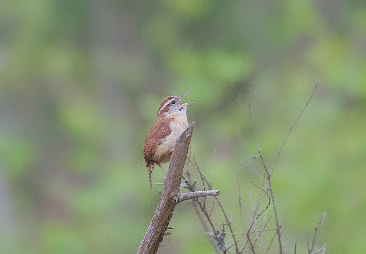 Carolina Wren - ML618442430