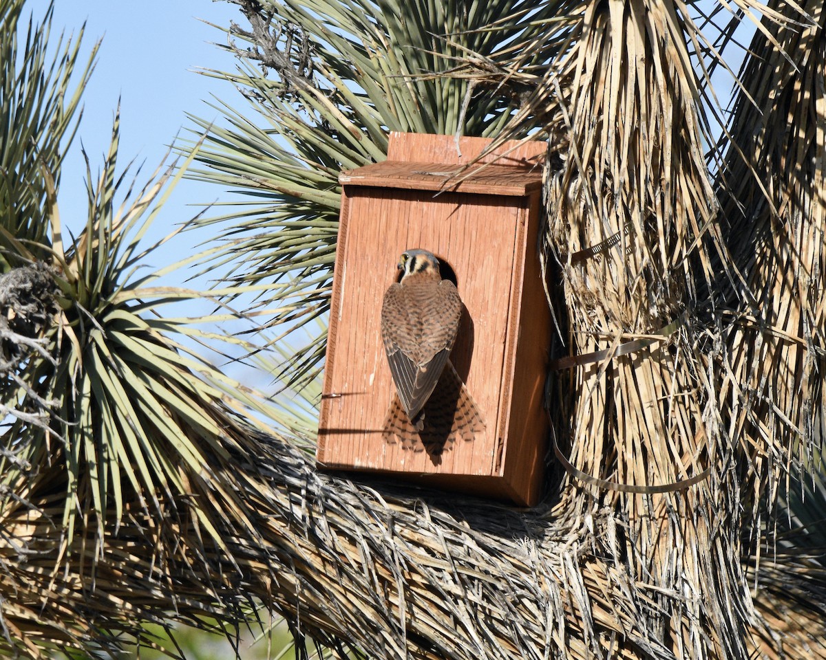 American Kestrel - Mickey Dyke