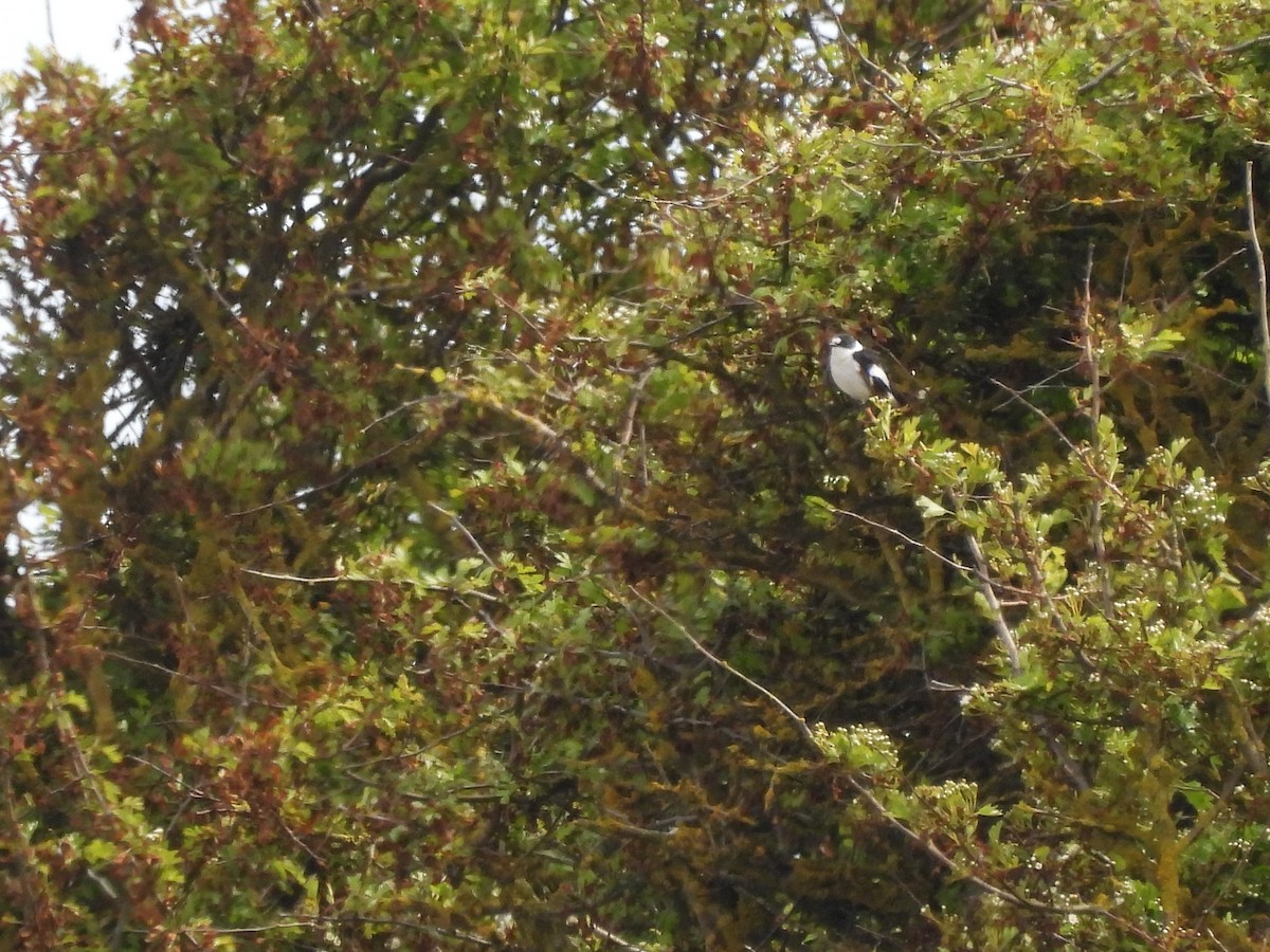 Euli-txori lepazuria - ML618442456