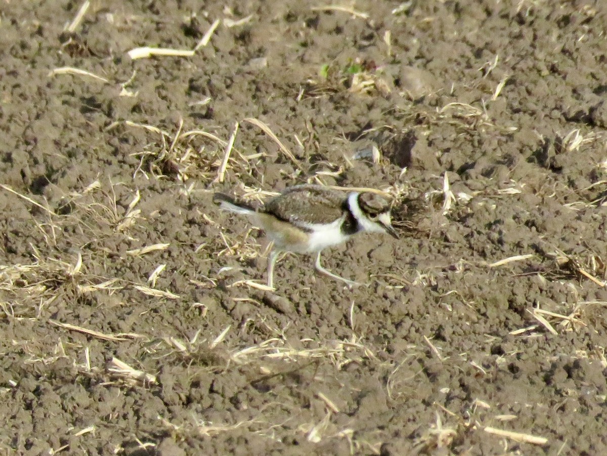 Killdeer - ML618442476