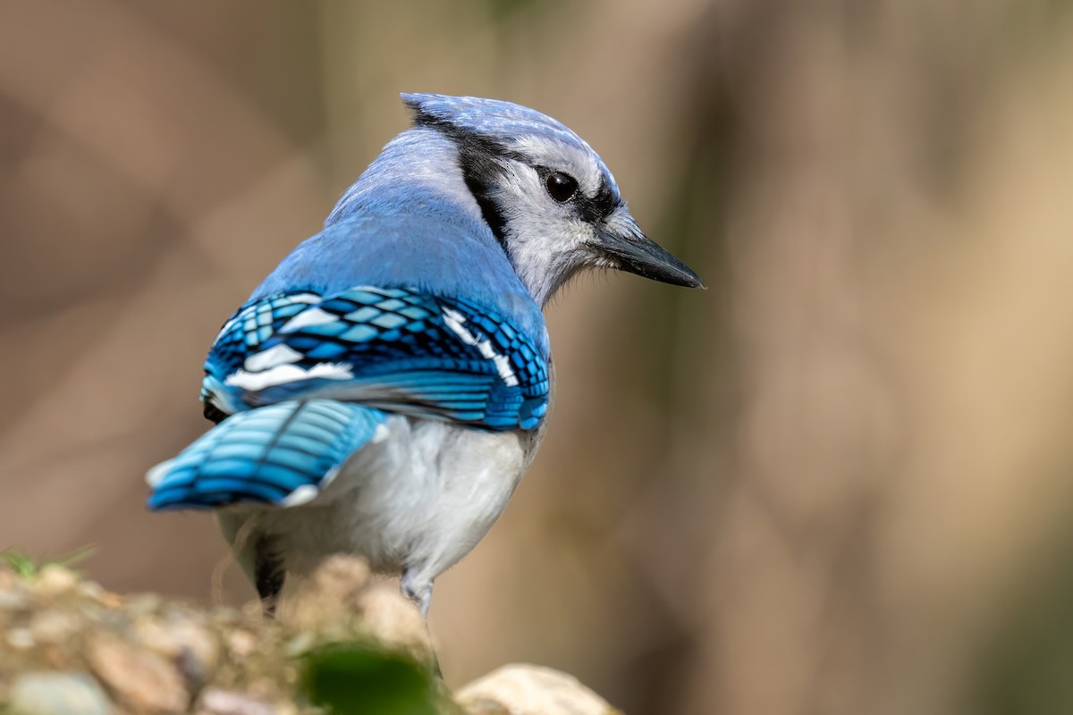 Blue Jay - Matthew Clark